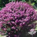 Enduring Lavender Crapemyrtle #3