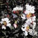 Ebony And Ivory Crapemyrtle 3Dp