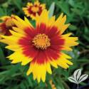 Gold And Bronze Coreopsis #1