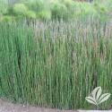 Horsetail Reed #1