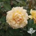 Julia Child Florbunda Rose #2