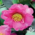 Kanjiro Camellia #1