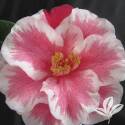 Lady Vansittart Camellia #1