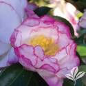 October Magic Inspiration Camellia #1