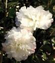 October Magic Snow Camellia #1