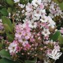 Pink Lady Indian Hawthorn #3