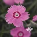 Mt Frost Pink Twinkle Dianthus #1