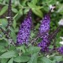 #2 Pugster Blue Butterfly Bush