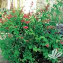 Red Rocket Firecracker Plant #2