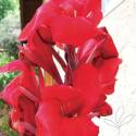 Tropical Red Canna #2