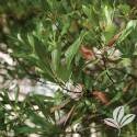 Southern Waxmyrtle #5