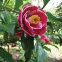 Sadaharu Oh Camellia #1