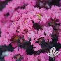Shell Pink Crapemyrtle #5