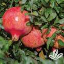 Texas Pink Pomegranate #3