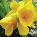 Tropical Yellow Canna #2