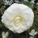 White By The Gate Camellia #1