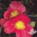 Yuletide Camellia #1