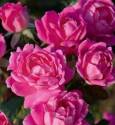 8-Inch Double Pink Knock Out Rose