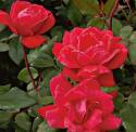 8-Inch Double Red Knock Out Rose