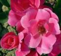 1-Gallon Knock Out Pink Rose