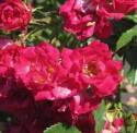 8-Inch Drift Red Rose