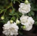 8-Inch Drift White Rose