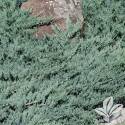 Blue Rug Juniper #2