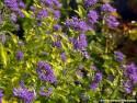 Sunshine Blue II Caryopteris #2