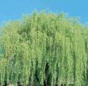 Weeping Willow #5