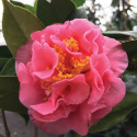 Ack-Scent Camellia #1