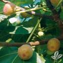 Brown Turkey Fig Tree #3