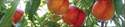3- Gallon Crimson Snow Peach/Nectarine
