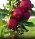 M106 5-Gallon Semi-Dwarf Jonathon Apple Tree