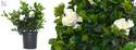 6-Inch Gardenia Bush