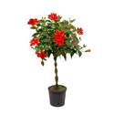 10-Inch Hibiscus Tree