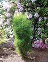 Rhamnus Frangula 'Ron Williams' Fine Line Buckthorn Patio Tree #3