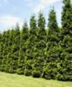 Thuja Plicata 'Green Giant' Western Arborvitae Tree #10