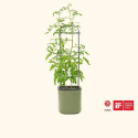 Sage Green Self Watering Tomato Planter