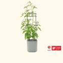 Fog Grey Self Watering Tomato Planter With Trellis