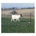 Sheep/Goat Fence Panel 4Ga 42Inx16Ft