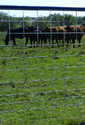 Max 50 10-Line 4-Gauge Cattle Fence Panel Line