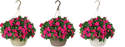 10-Inch Annual Hanging Basket