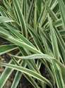 Variegated Flax Lily #1 Pot
