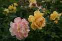 Julia Child Rose #2 Pot