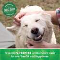 Greenies™ 101440 