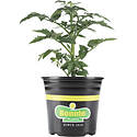 Tomato Summer Set — 4.5 in., Green