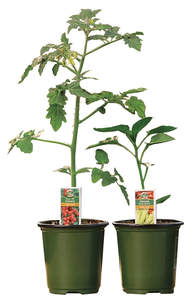 Nursery & Live Plants