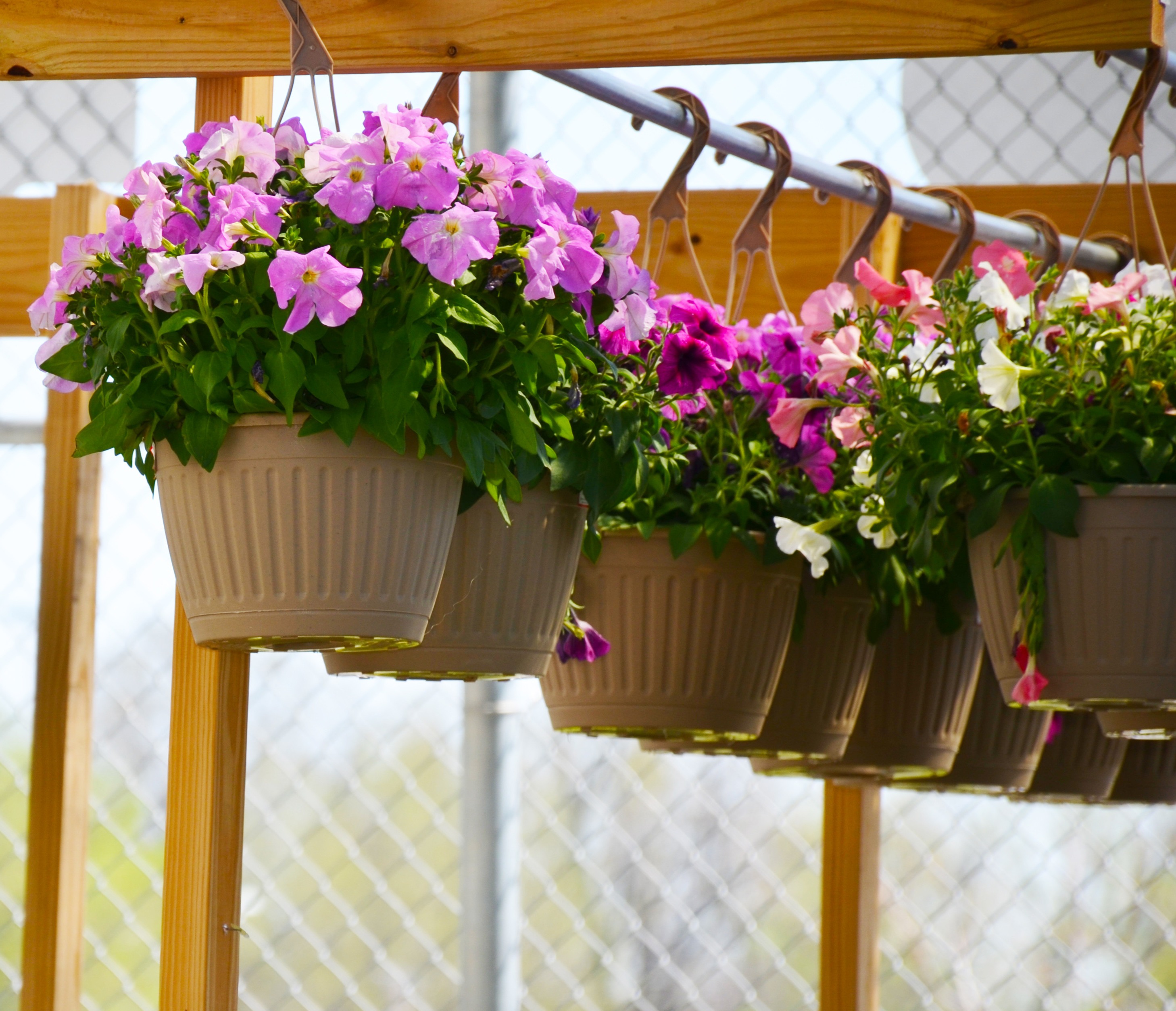 Beautiful flower hanging baskets hung up on display.