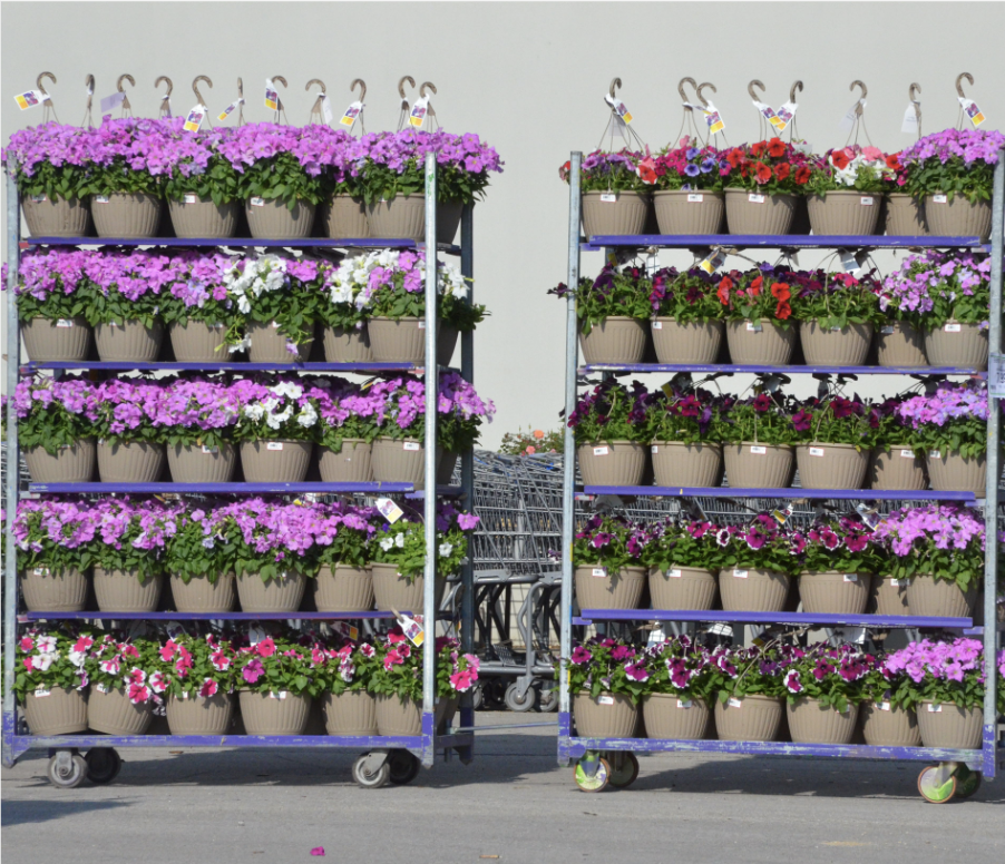 Shelves filled with lush and vibrant hanging baskets. 