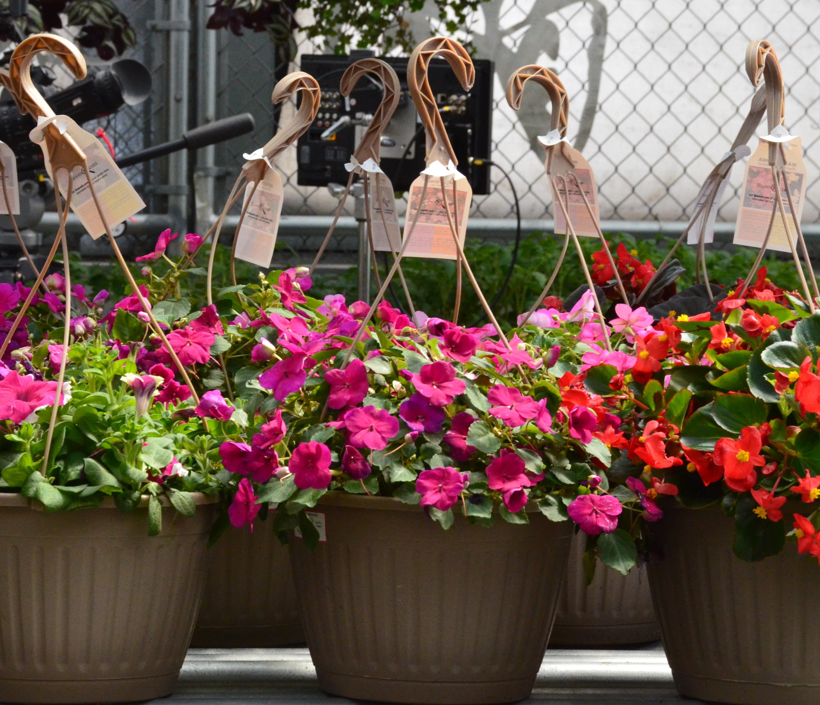Hot pink flower hanging baskets.